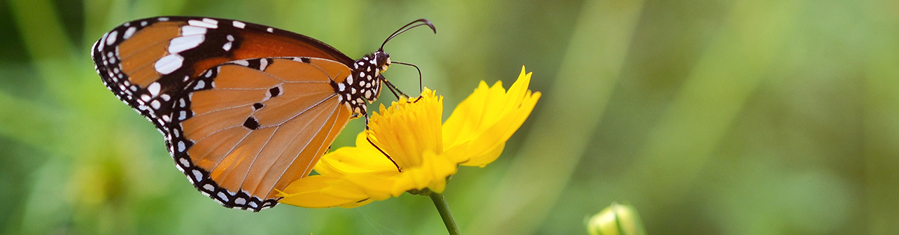 monarch butterfly on yellow flower